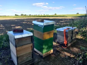 Dortmunder Imker aka CaminoImker am Standort in Unna Bilmerich am Rapsfeld - meine Imkerei