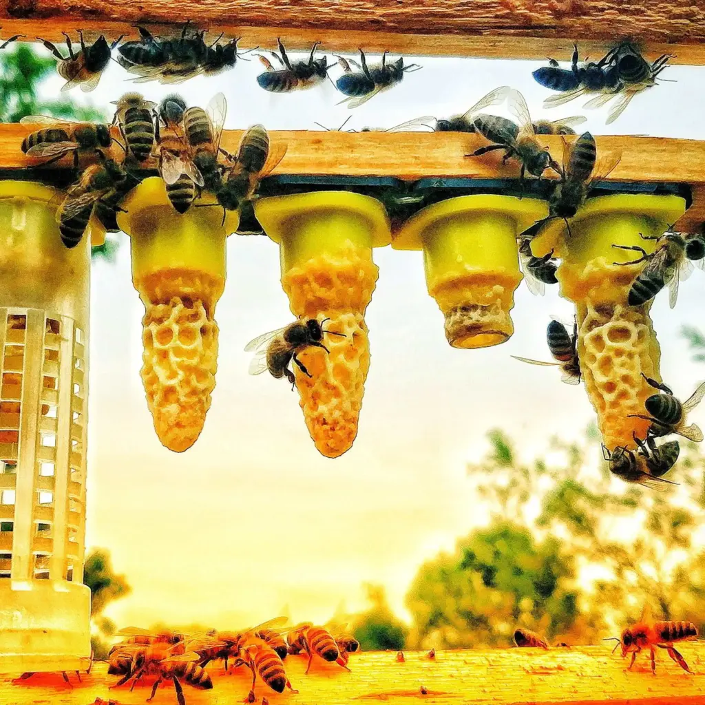 das geschmischte Verfahren: Königin Zuchtlatte