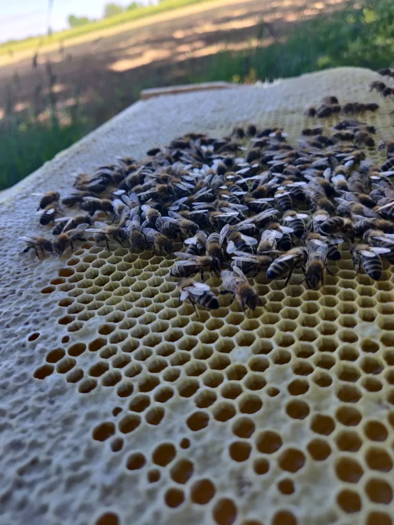 Bienenwabe am Standort Unna Billmerich, Rapsfeld - meine Imkerei