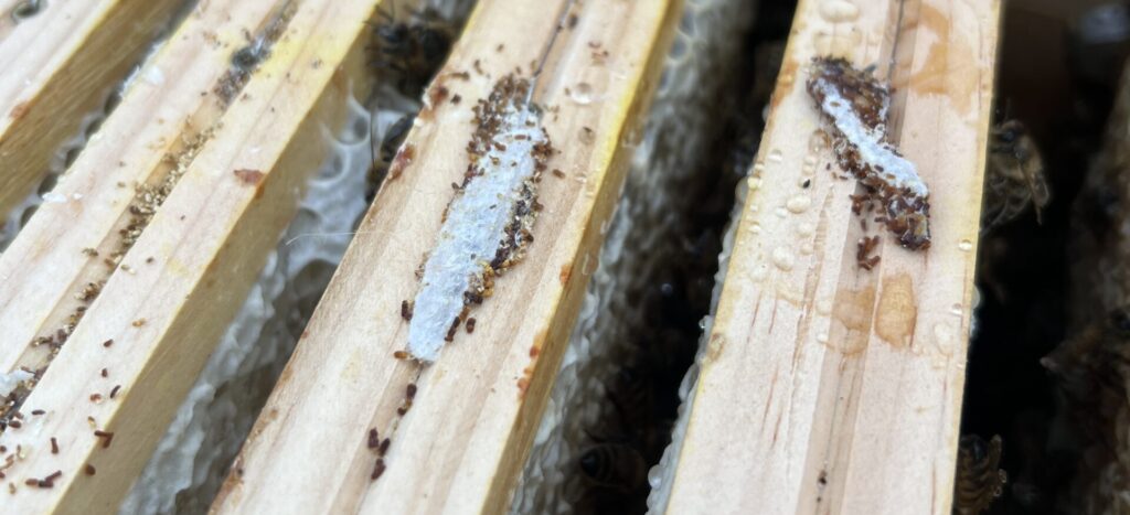 11 wachsmotten kokons