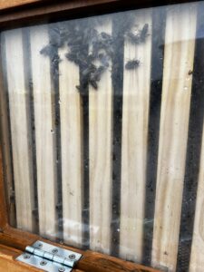 5 blick durch die sichtklappe bei der Bienenbox von den Stadtbienen