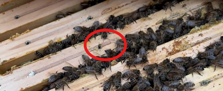 8 aufrollen jutetuch wachsmotte vergrößert