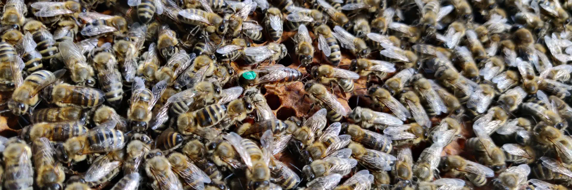 Banner HowtoBanner Howtobee Königin grün Bienenwabe Kontakt - meine Imkereibee Königin grün Bienenwabe Kontakt