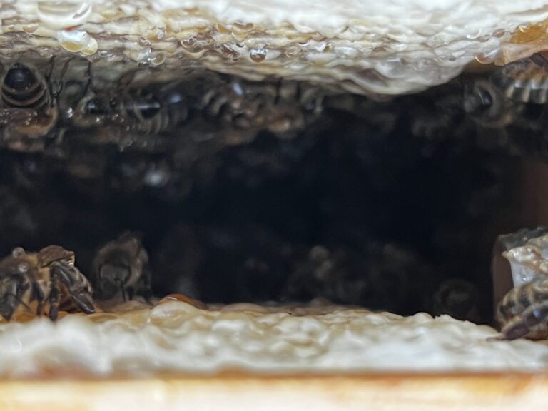 Wabengasse Futterwaben