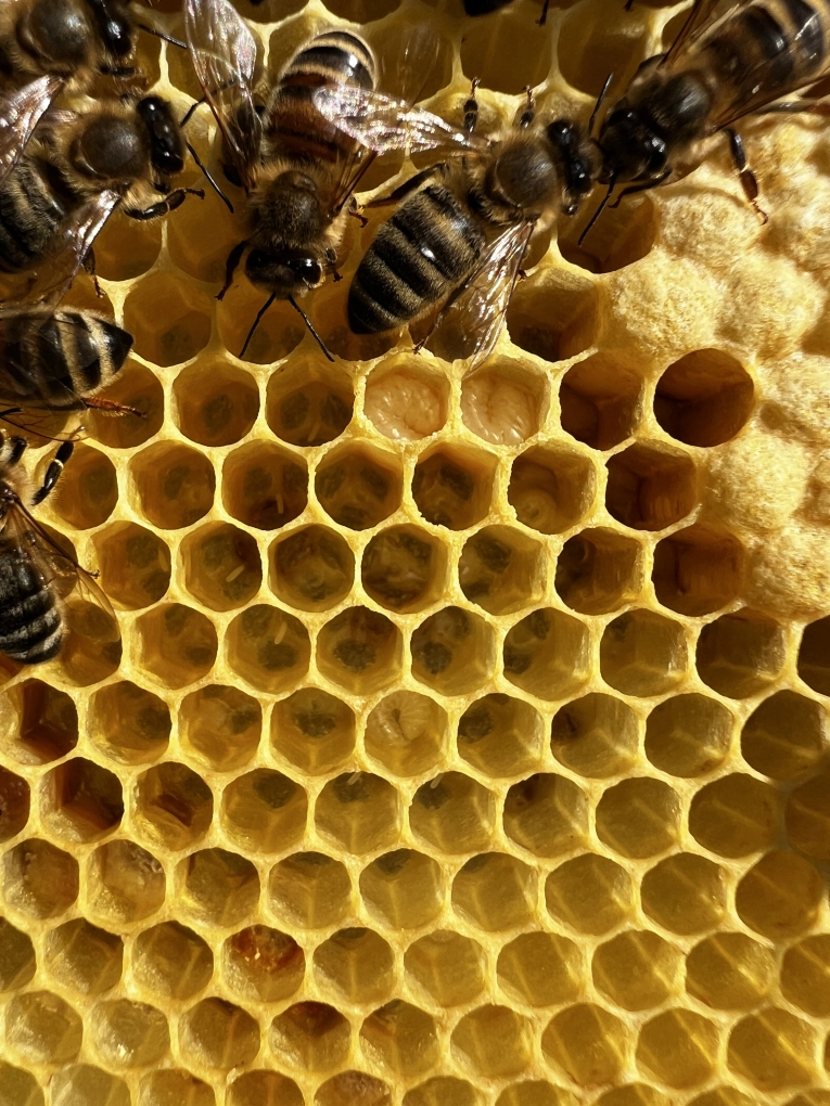 Honigbienen Brutwabe Eier Maden
