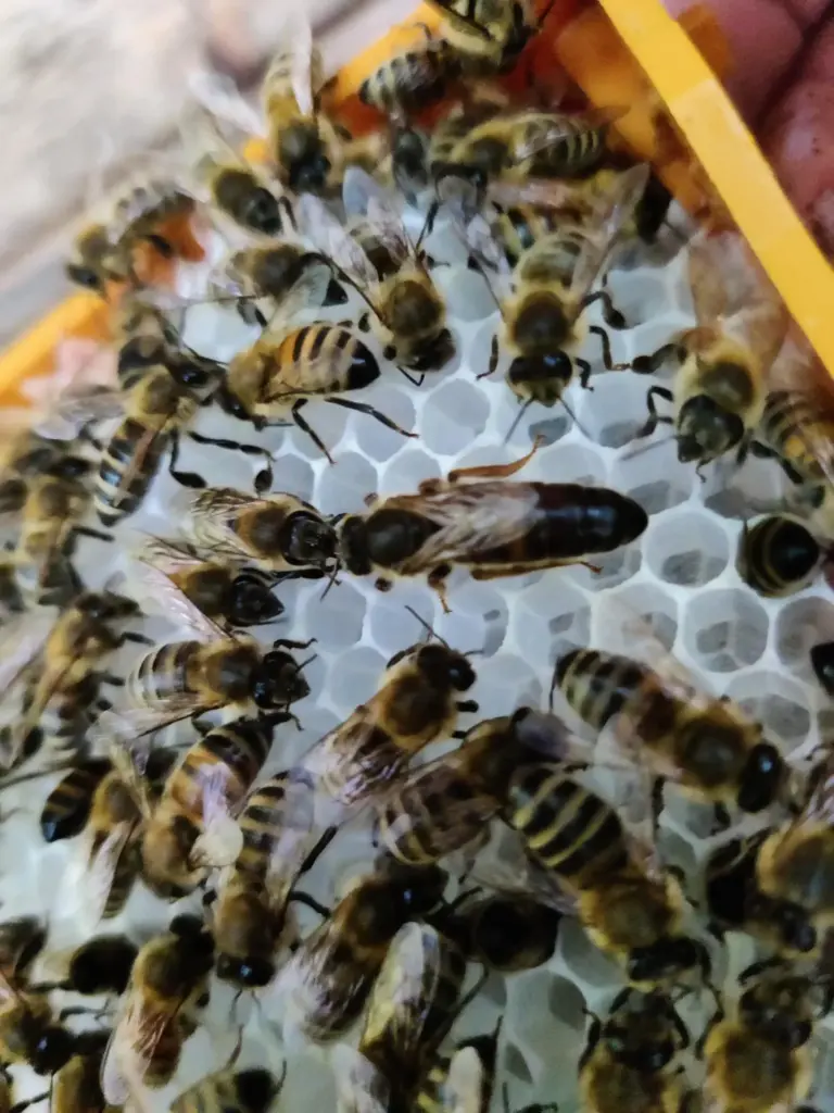 Königin-Begattungskästchen Kieler