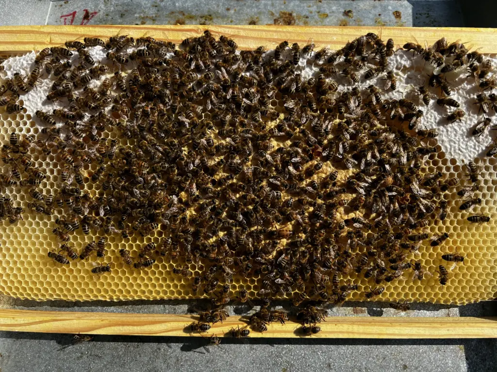 WImmelbild Brutwabe frisches WAchs