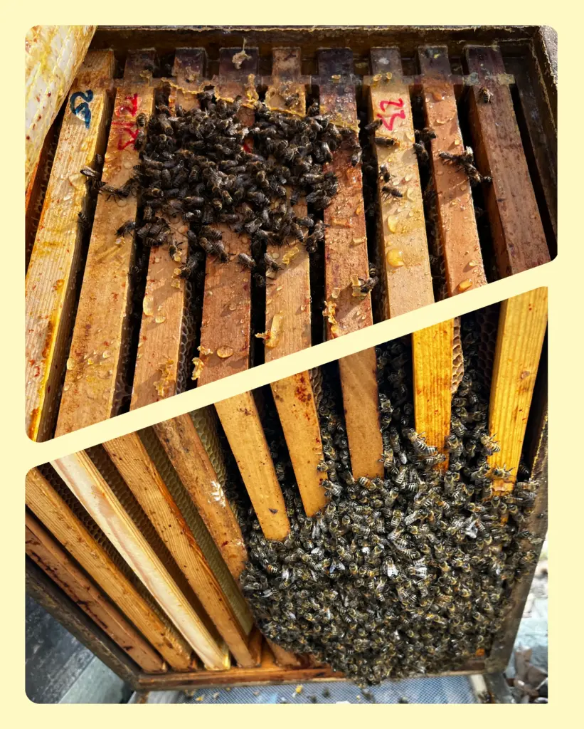 Wintertaube splitscreen von oben und von unten