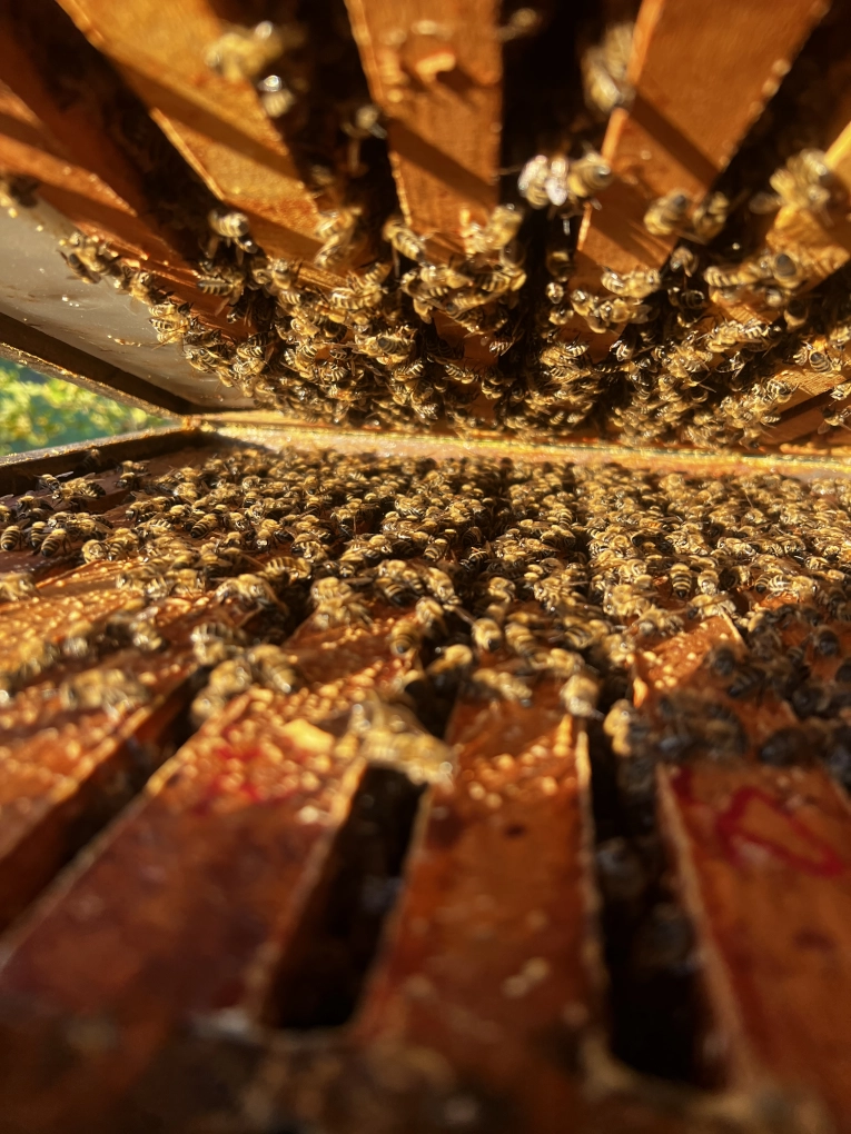 Winterbienen Wintertraube HOnigbienen