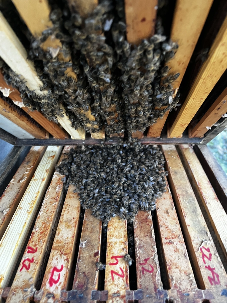 Winterbienen Wintertraube HOnigbienen