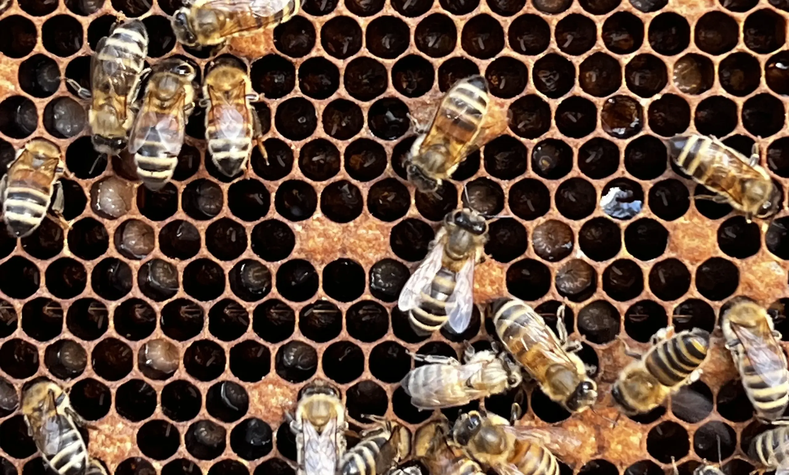 Brutwabe in der Durchlenzung: "Stifte", Maden und verdeckelter Brut. 