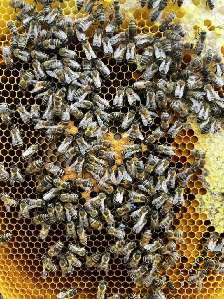 Brutwabe mit verdeckelter und offener Brut, Futterkranz und Pollen