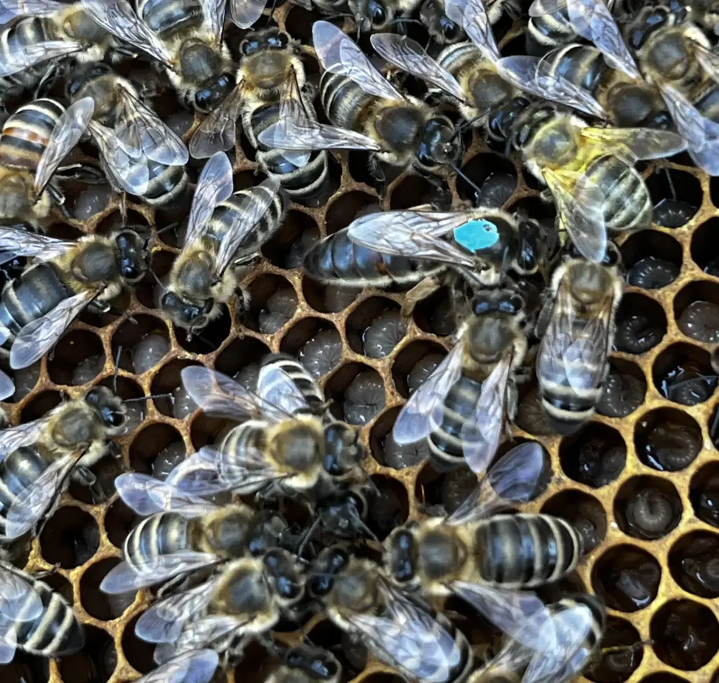 blau markierte Königin auf Brutwabe mit Maden
