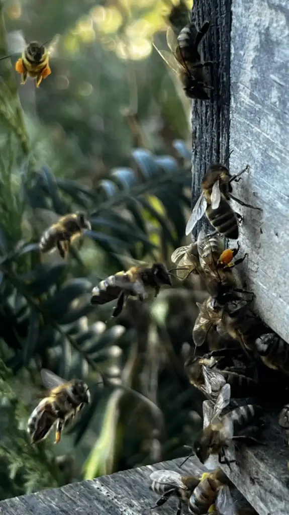 Bienen Mit Pollenhöschen im Anflug auf das Flugloch der Bienenbeute