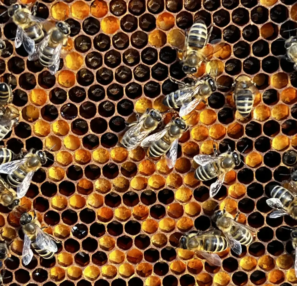 mit Pollen gefüllte Zellen. überwiegend gelb und organge