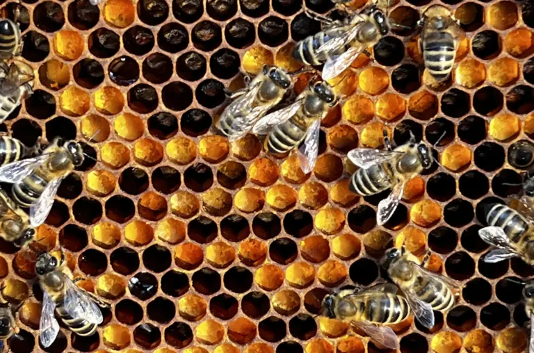 Pollenwabe mit orangenem und gelben Pollen