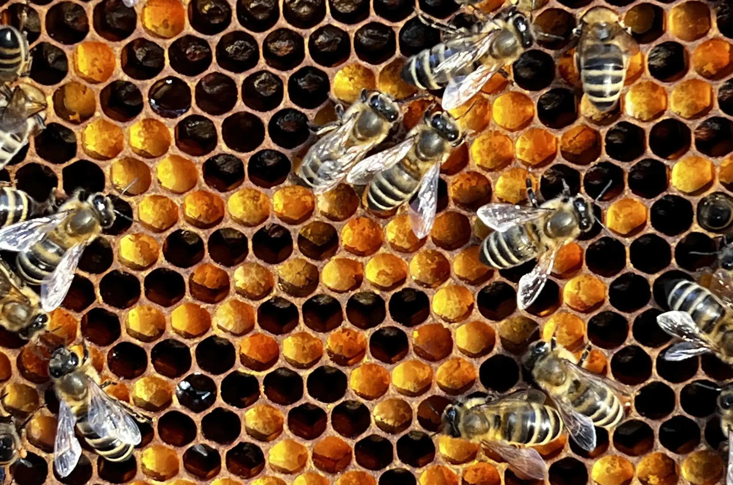 Pollenwabe mit orangenem und gelben Pollen