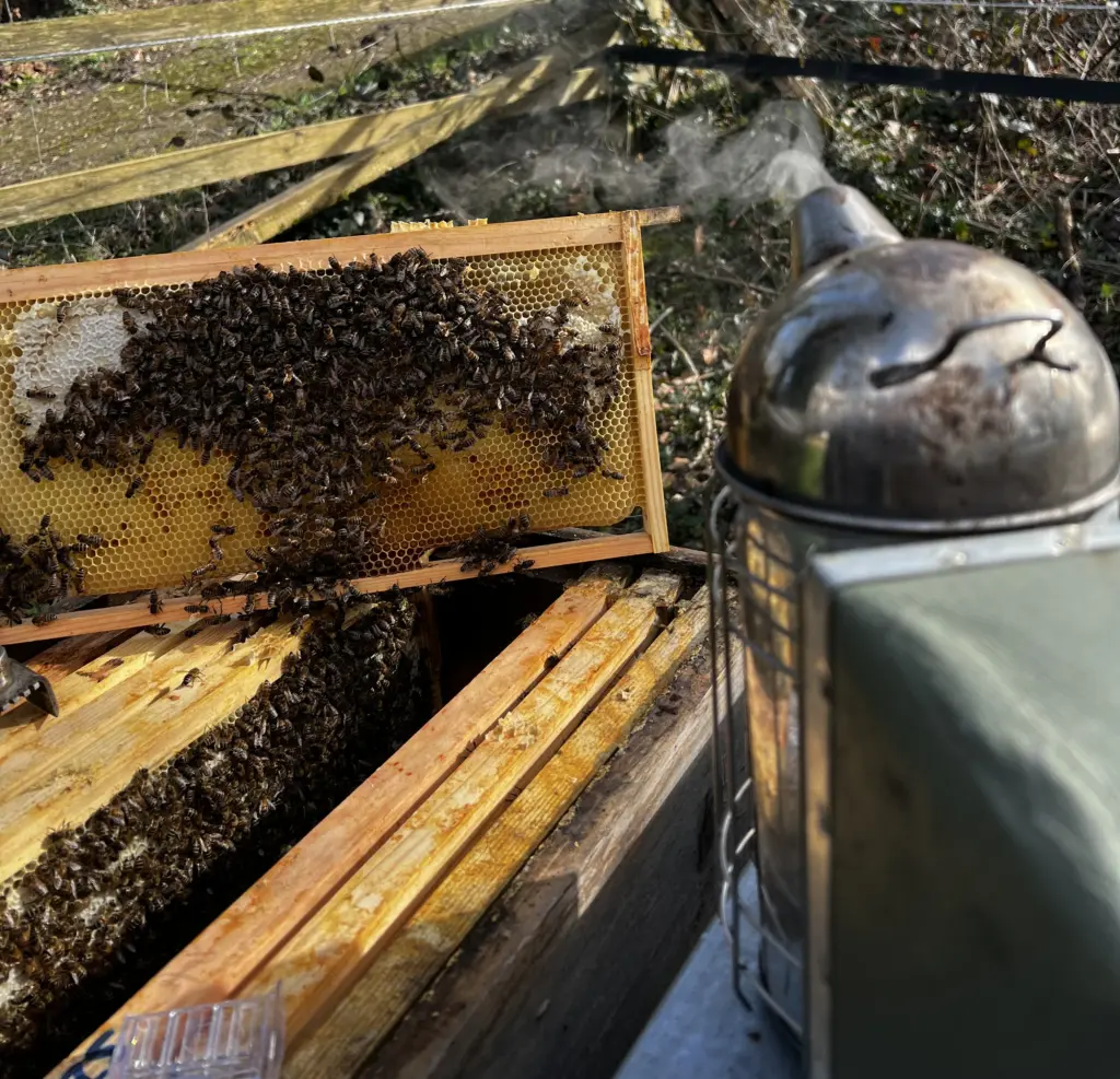 Durchlenzung & Frühlingserwachen am Bienenstand: 
Smoker und Bienenwabe