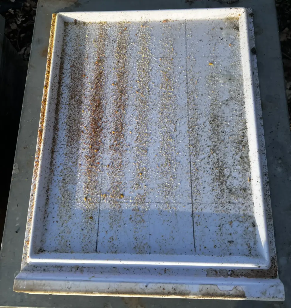 Sicht auf den Bodenschieber. anhand des sogenannten Gemülls kann der Bienensitz anhand der Wachsfarbe bestimmt werden.
