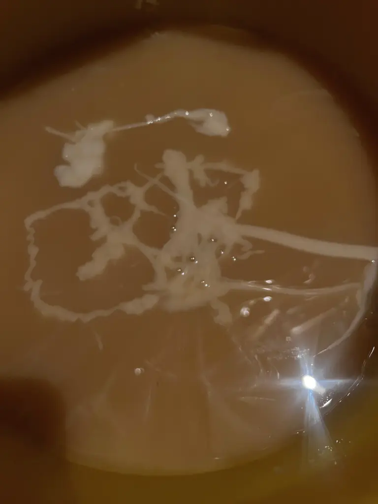 Husener Honighandwerk:  Impfung des Erntefrischen Honigs mit Zielkonsistenzhonig.